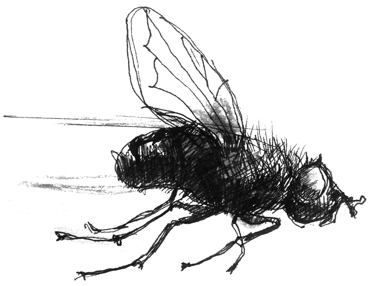 dessin de mouche