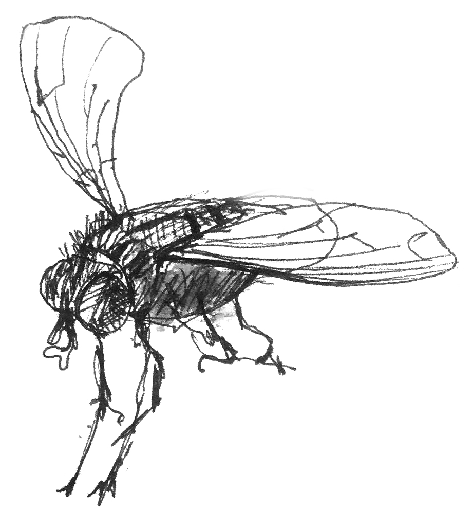dessin de mouche